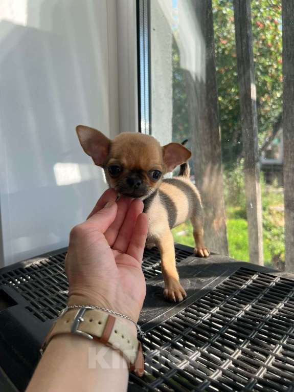 Собаки в Тюмени: Чихуахуа  Мальчик, 20 000 руб. - фото 6