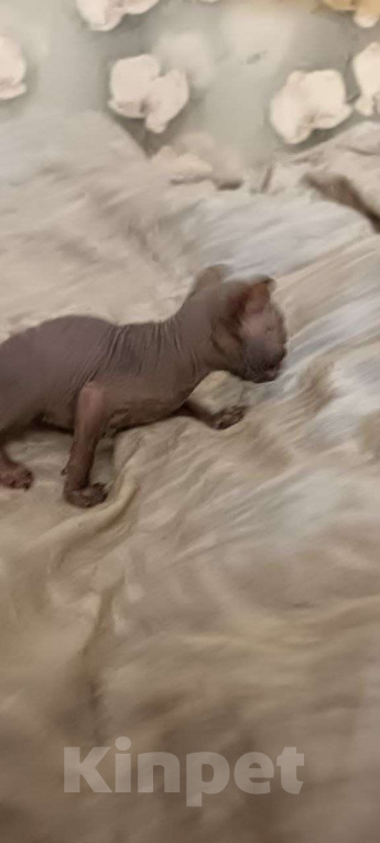 Кошки в Донецке: Котята Канадского сфинкса  Мальчик, 15 000 руб. - фото 2