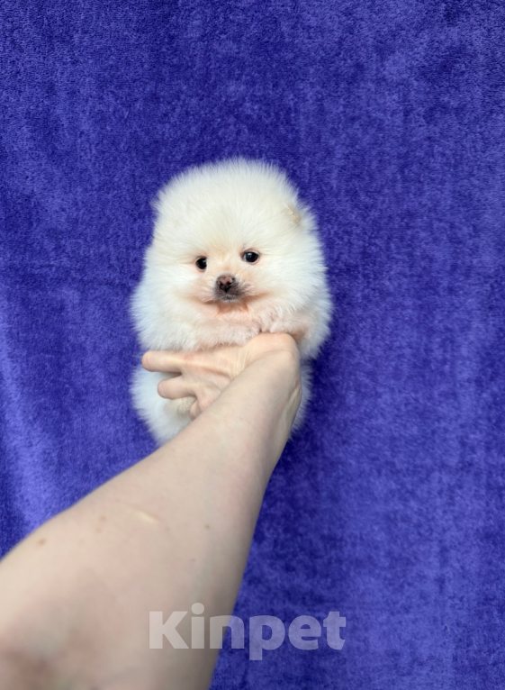 Собаки в Москве: Мальчик Мальчик, 30 000 руб. - фото 1