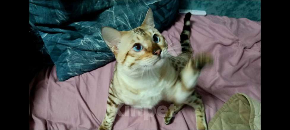 Кошки в Тамбове: Юстас- Снежный бенгальский кот n 24 32 Мальчик, 60 000 руб. - фото 4