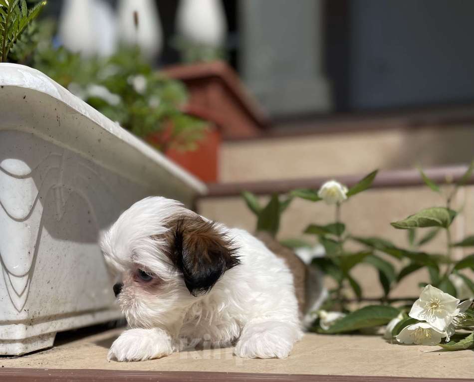 Собаки в Москве: Эксклюзивчик, мини мальчик  Мальчик, 45 000 руб. - фото 4
