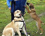 Собаки в Наро-Фоминске: Умка – наиумнейший  Мальчик, Бесплатно - фото 6