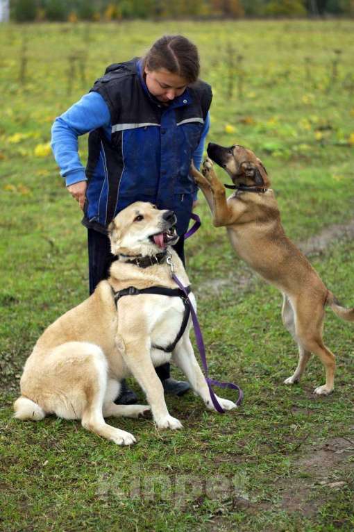 Собаки в Наро-Фоминске: Умка – наиумнейший  Мальчик, Бесплатно - фото 6