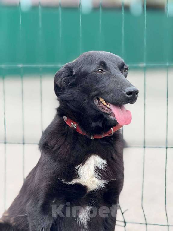 Собаки в Москве: Малышка Мята в добрые руки Девочка, Бесплатно - фото 5