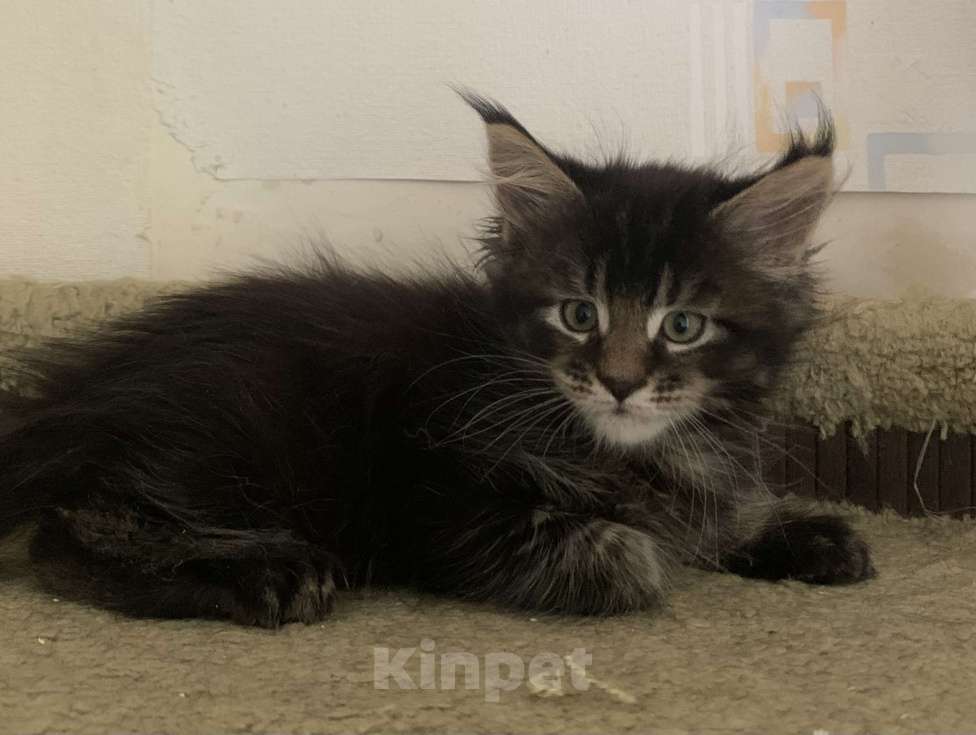 Кошки в Пушкино: КОТЯТА МЕЙН-КУН Мальчик, 45 000 руб. - фото 6