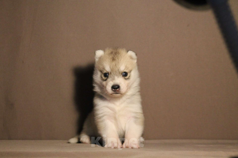 Собаки в Москве: Хаски девочка Девочка, 1 000 руб. - фото 2