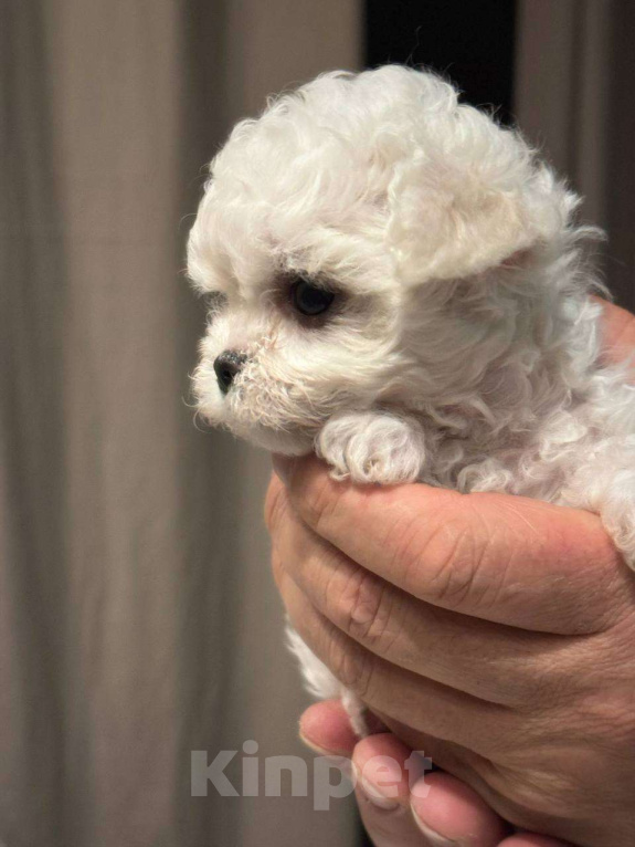 Собаки в Костроме: Китайский Мини Бишон Девочка, 50 000 руб. - фото 4