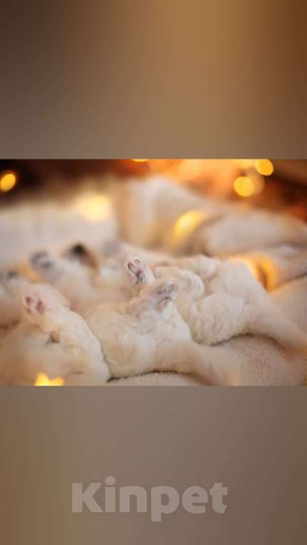 Собаки в Омске: Готовы к переезду щенки Бишон-фризе Мальчик, Бесплатно - фото 4