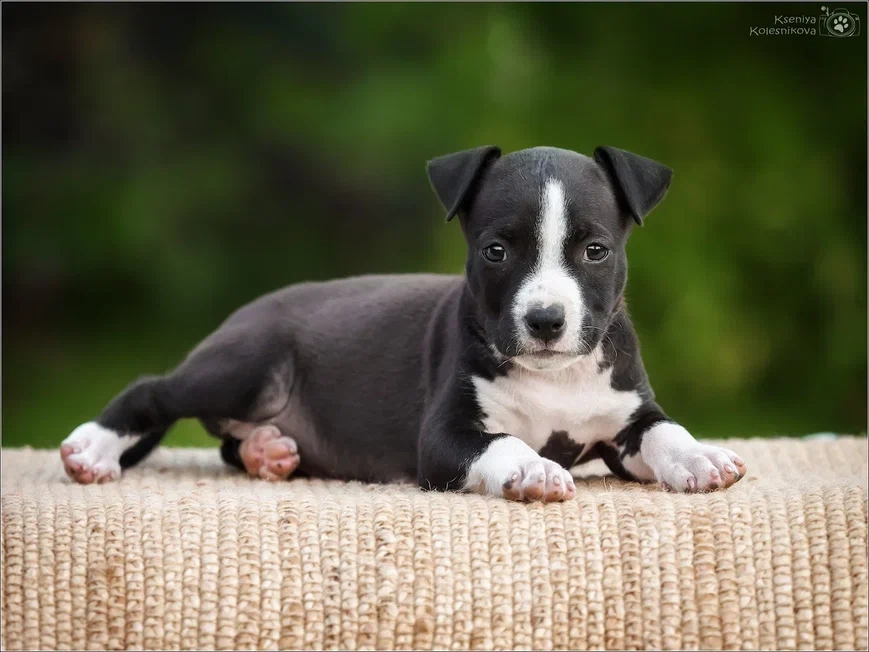 Собаки в Самаре: Щенки АСТ в питомнике, 30 000 руб. - фото 8