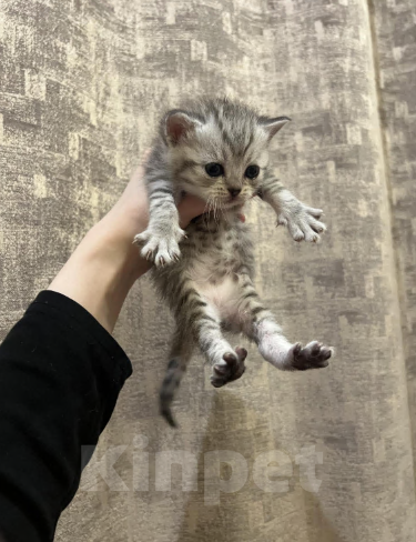 Кошки в Саратове: Шотландская прямоухая кошечка Девочка, 6 000 руб. - фото 3