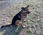 Собаки в Одинцово: Шонни ищет дом Мальчик, Бесплатно - фото 4