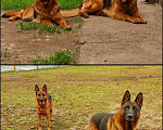 Собаки в Чебоксарах: Щенки немецкой породы, 10 000 руб. - фото 1