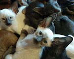 Кошки в Бологом: Ориентальные котята, 25 000 руб. - фото 7