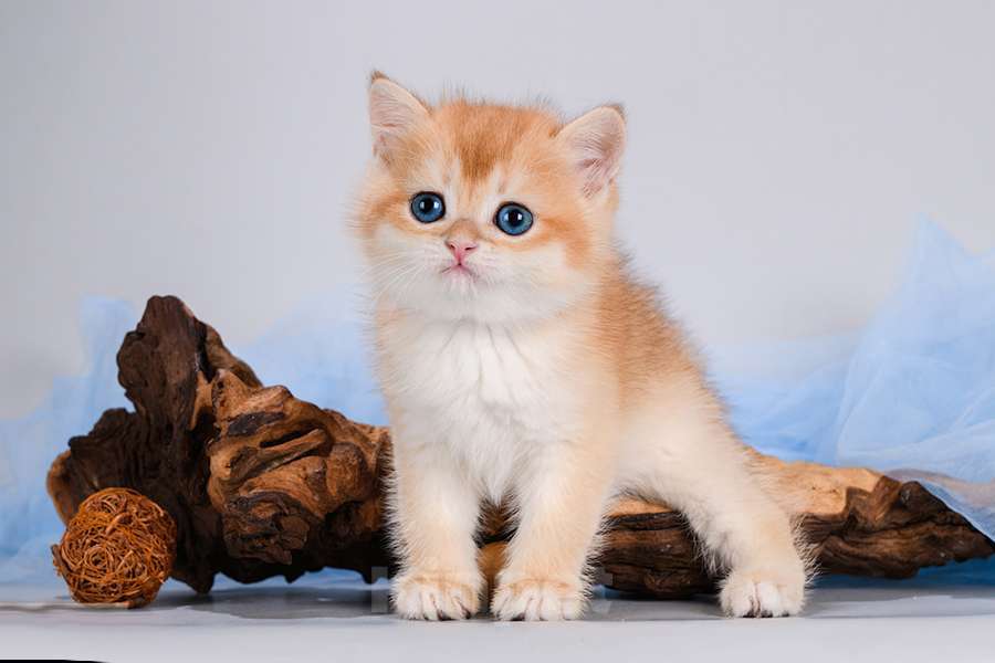 Кошки в Москве: Британские Новогодние котята. Золото шиншиллы. Мальчик, Бесплатно - фото 8