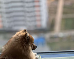 Собаки в Москве: Продается шпиц  Мальчик, 20 000 руб. - фото 5