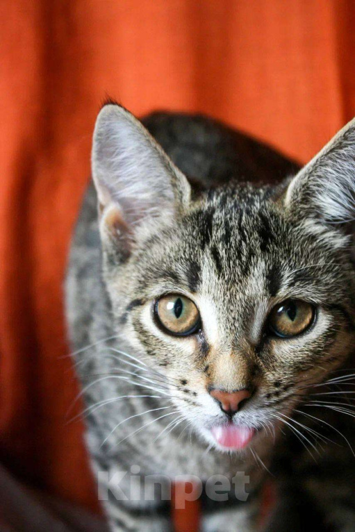 Кошки в Москве: Сладкая Карамелька ищет дом Девочка, Бесплатно - фото 8