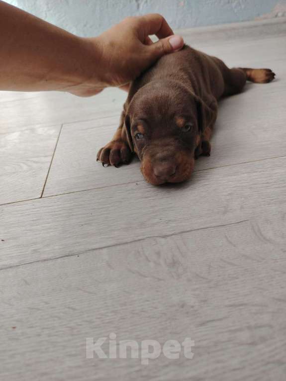 Собаки в Москве: Доберман  Мальчик, 50 000 руб. - фото 3