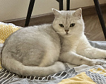 Кошки в других городах Московской области: Котик красавчик в любимцы Мальчик, Бесплатно - фото 7