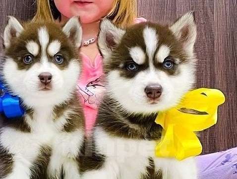 Собаки в Тюмени: Хаски Щенки Разных окрасов Разнополые, Бесплатно - фото 1