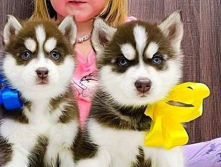 Хаски Щенки Разных окрасов