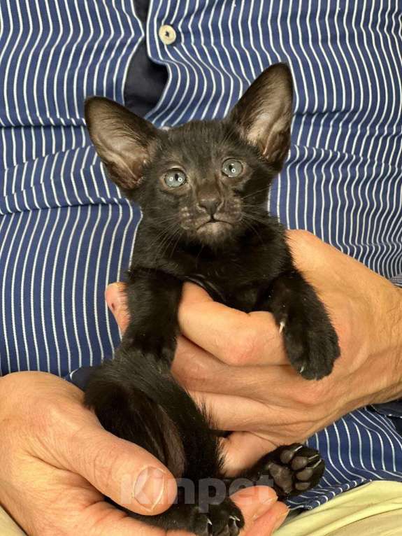 Кошки в Москве: Ориентальные котята в Москве. привитые  Девочка, 70 000 руб. - фото 1