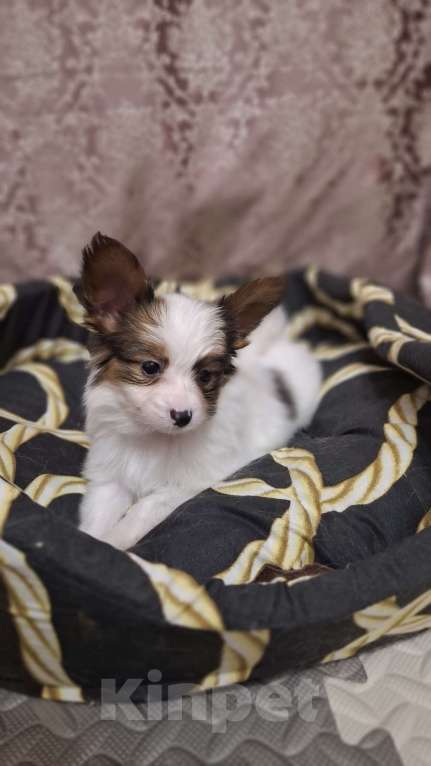 Собаки в Санкт-Петербурге: папийон мальчик Мальчик, 70 000 руб. - фото 2
