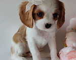 Собаки в других городах Московской области: Девочка кавалер Кинг Чарльз спаниель Девочка, 130 000 руб. - фото 1
