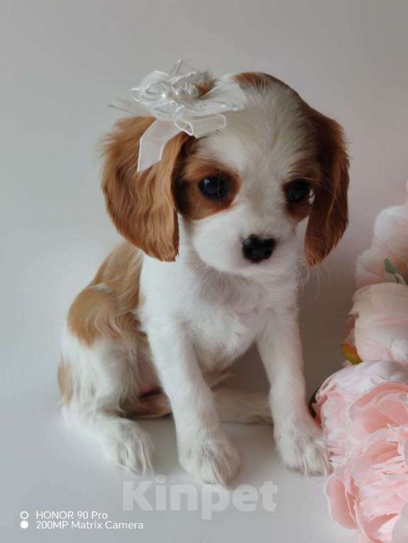 Собаки в других городах Московской области: Девочка кавалер Кинг Чарльз спаниель Девочка, 130 000 руб. - фото 1