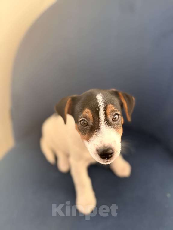 Собаки в Челябинске: Двойка Мальчик, 18 000 руб. - фото 4