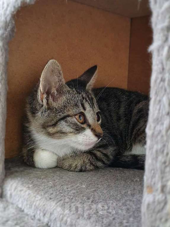 Кошки в других городах Ленинградской области: Ласковое чудо Мальчик, Бесплатно - фото 2
