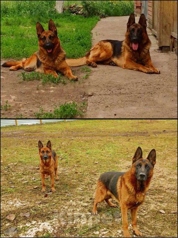 Собаки в Чебоксарах: Щенки немецкой породы, 10 000 руб. - фото 1