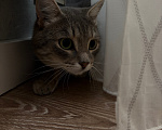 Кошки в Екатеринбурге: Котик ищет дом Мальчик, Бесплатно - фото 4