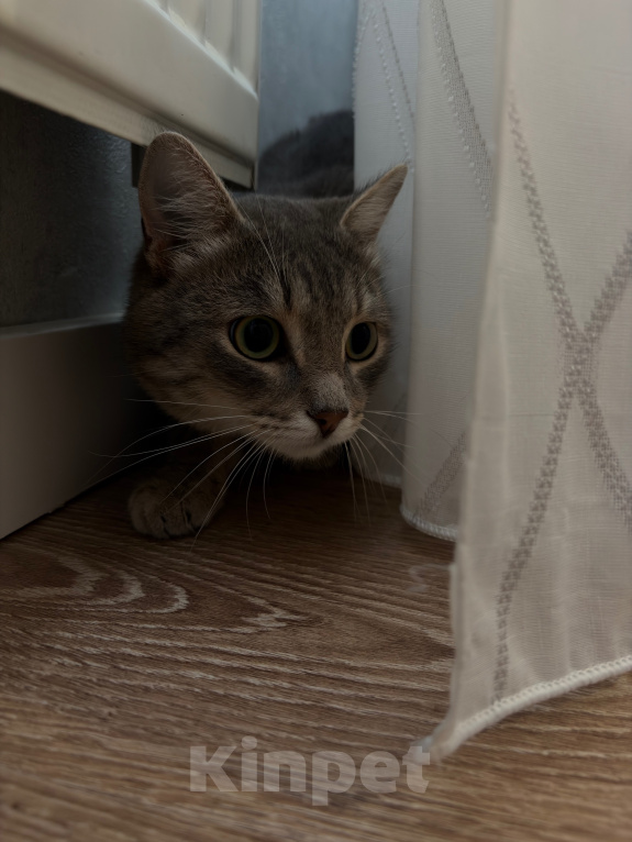 Кошки в Екатеринбурге: Котик ищет дом Мальчик, Бесплатно - фото 4