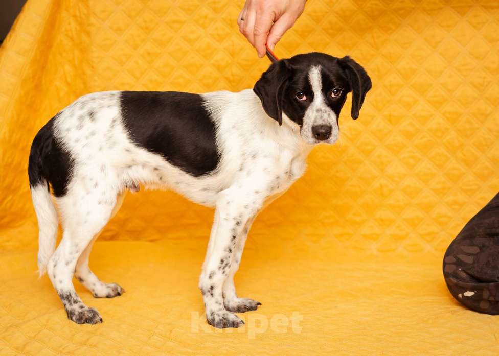 Собаки в Москве: Щенок маленькой собаки Мальчик, Бесплатно - фото 6