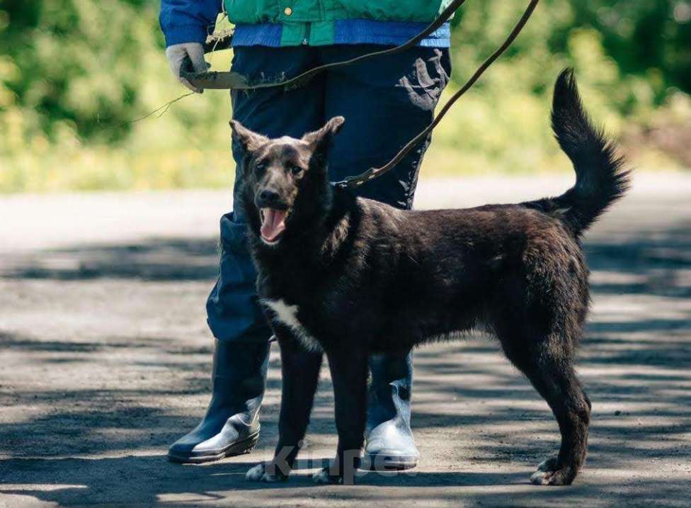 Собаки в Москве: Очаровательный подросток Тёма в добрые руки Мальчик, Бесплатно - фото 2