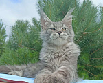 Кошки в Москве: Котенок породы мейн-кун  Мальчик, 90 000 руб. - фото 1