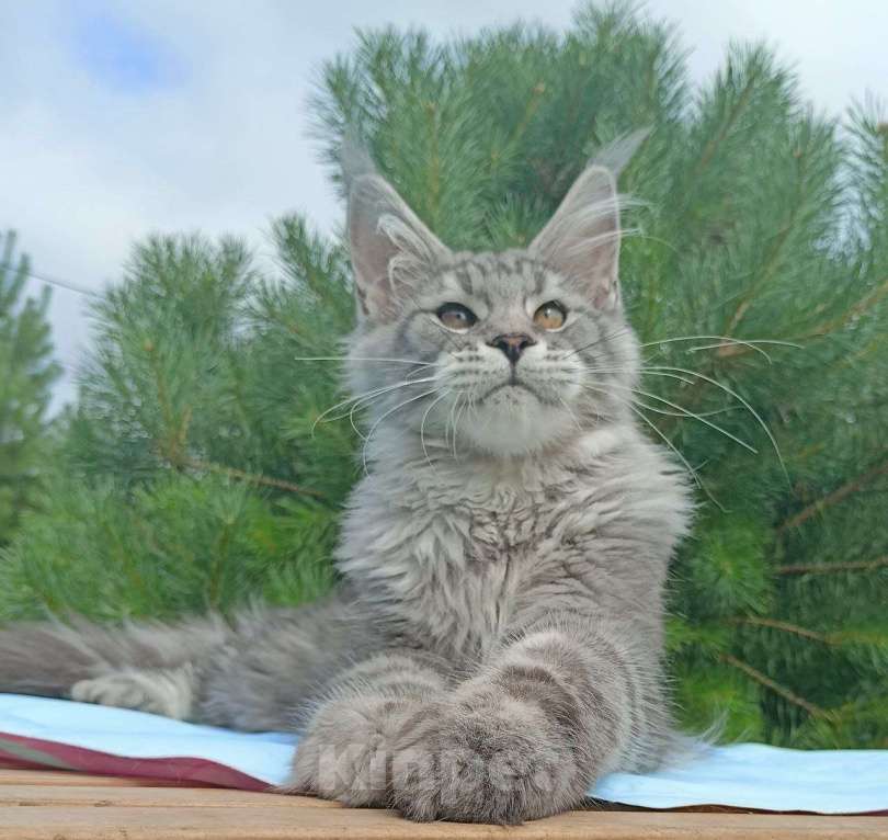 Кошки в Москве: Котенок породы мейн-кун  Мальчик, 90 000 руб. - фото 1