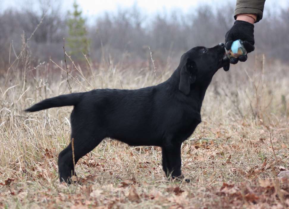 Собаки в Оренбурге: щенки черного окраса Девочка, 50 000 руб. - фото 3