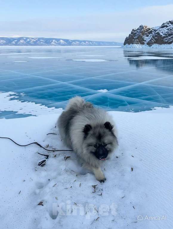 Собаки в Москве: Терри-Мак Из Воронцовского Дворца Мальчик, 100 000 руб. - фото 3