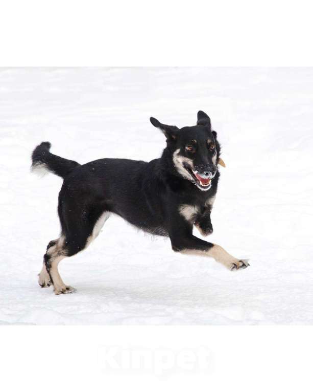 Собаки в Москве: Я Стеша :) Ищу тебя! Девочка, Бесплатно - фото 3