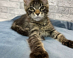 Кошки в Ставрополе: Мейн-кун Белка (питомник Iron Claw г.Ставрополь) Девочка, 35 000 руб. - фото 7