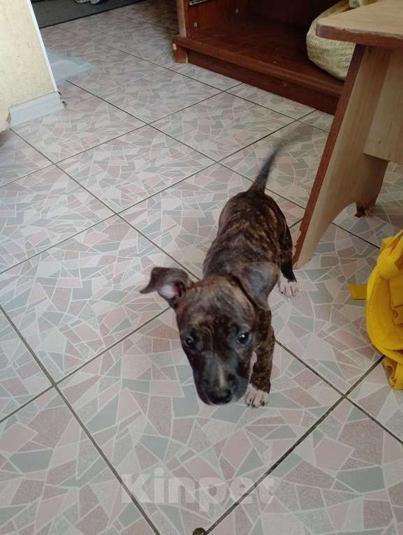 Собаки в Барнауле: Срочно продам(аллергия на собаку)  Девочка, 15 000 руб. - фото 2