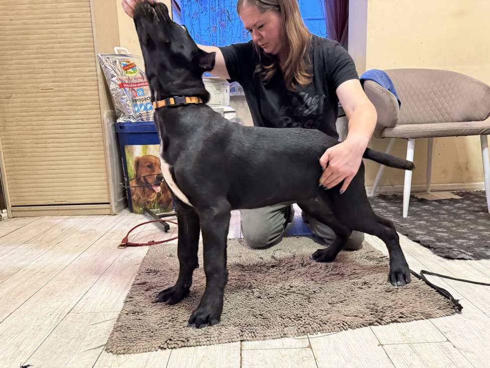 Собаки в Дмитрове: Щенок Кане Корсо Девочка, 70 000 руб. - фото 5