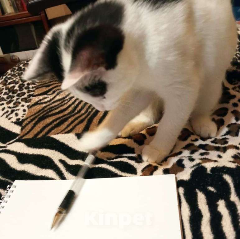 Кошки в Москве: А что, если мой человек просто еще не знает, что я его ищу? Мальчик, Бесплатно - фото 2