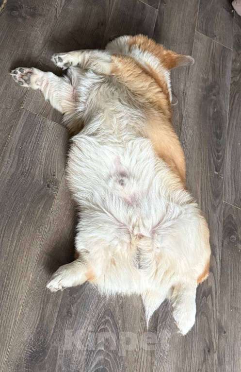 Собаки в Санкт-Петербурге: Продам Корги Пемброк Мальчик, Бесплатно - фото 8