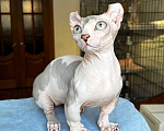 Кошки в Щелково: Котенок двельф (сфинкс) Мальчик, 65 000 руб. - фото 1