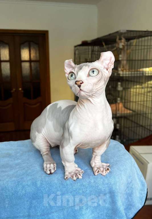 Кошки в Щелково: Котенок двельф (сфинкс) Мальчик, 65 000 руб. - фото 1