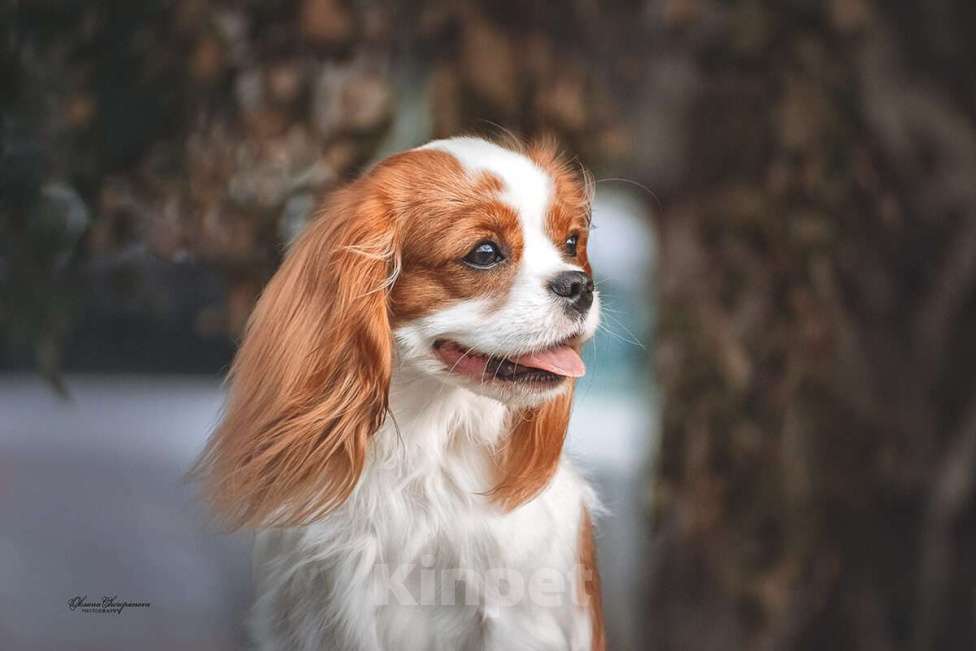 Собаки в Барнауле: Доступны для ранней брони щенки  Девочка, 100 000 руб. - фото 1