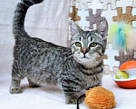 Кошки в Костроме: великолепный котик манчкин Мальчик, 20 000 руб. - фото 1