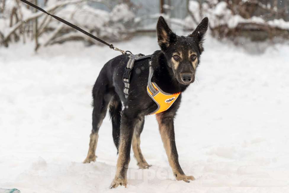 Собаки в Химках: Скромняшка Барс ждёт свою семью Мальчик, Бесплатно - фото 5